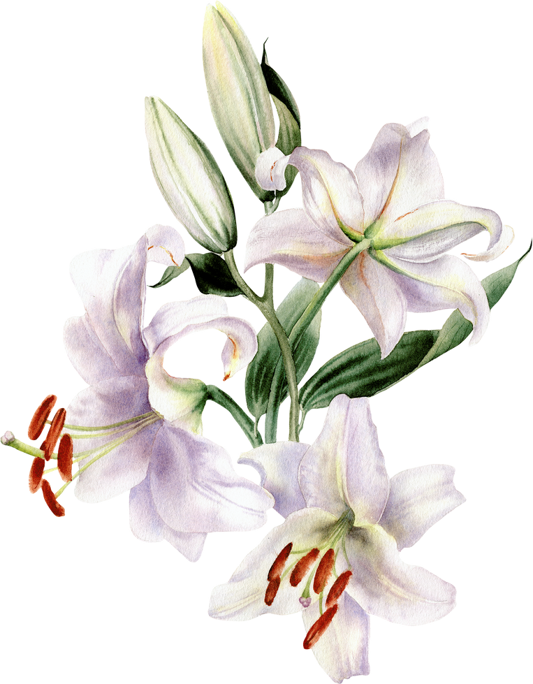 Watercolor lilly flowers. White lily bouquet. Floral illustration